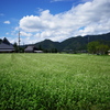 蕎麦の花