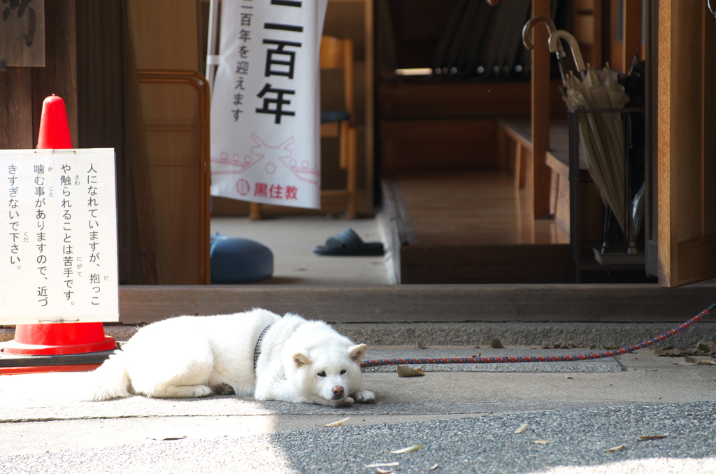 看板犬