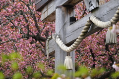 遅い桜
