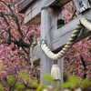 遅い桜