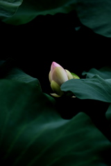密やかに