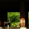 南禅寺山門