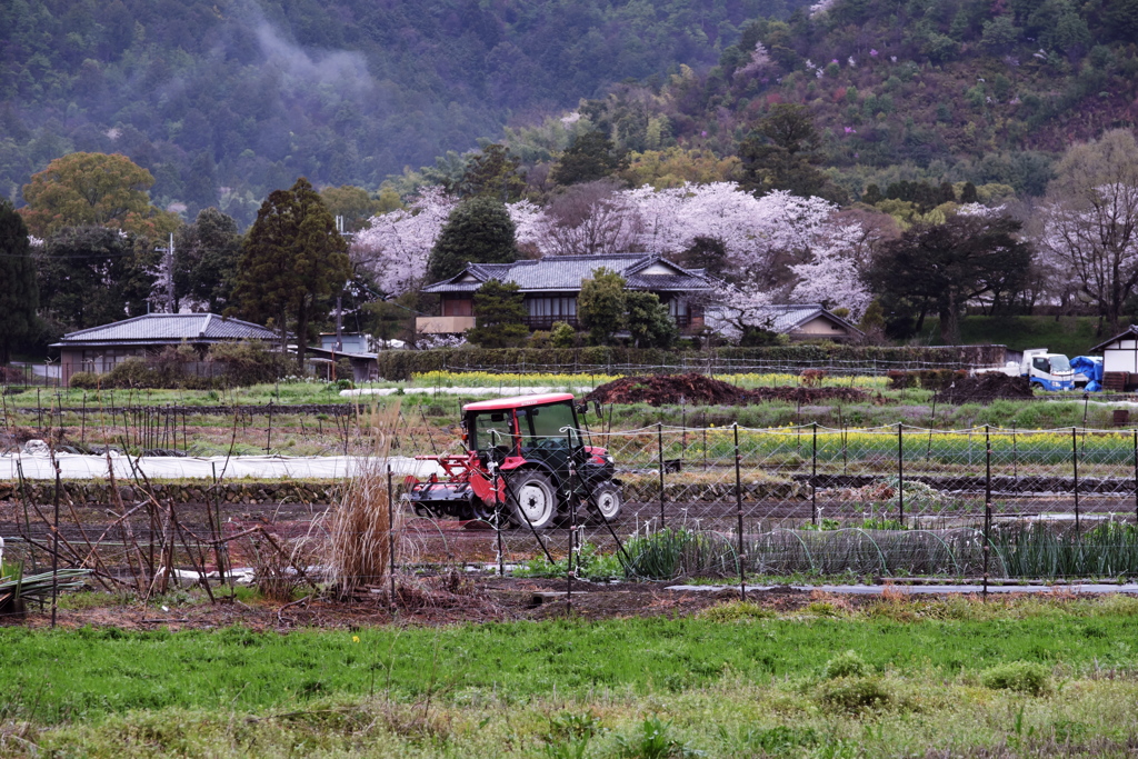 嵯峨野の春