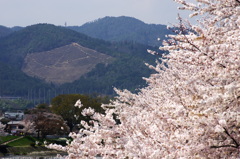 船形と桜