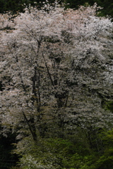 里の桜