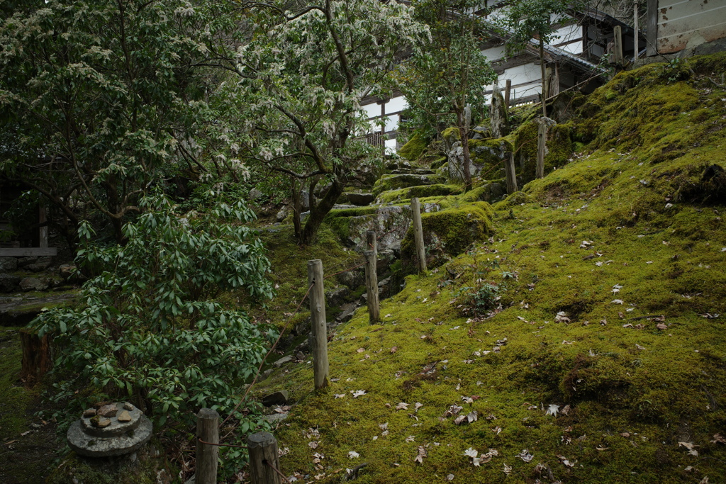 馬酔木