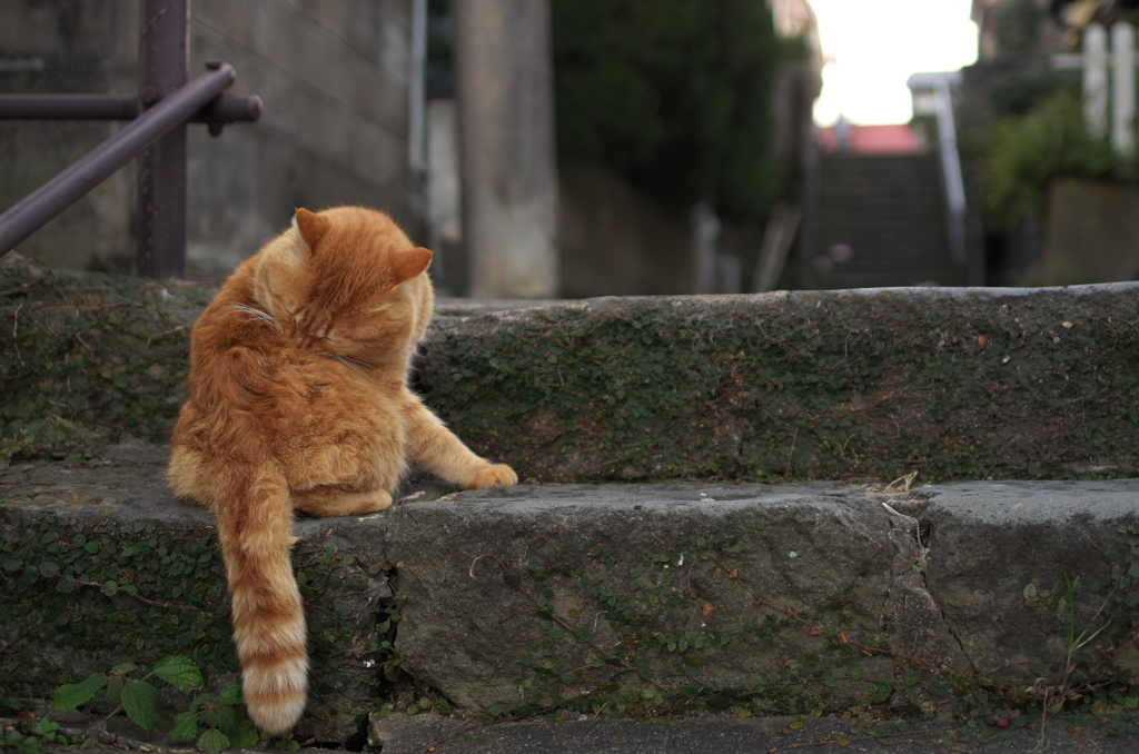 十人町の猫