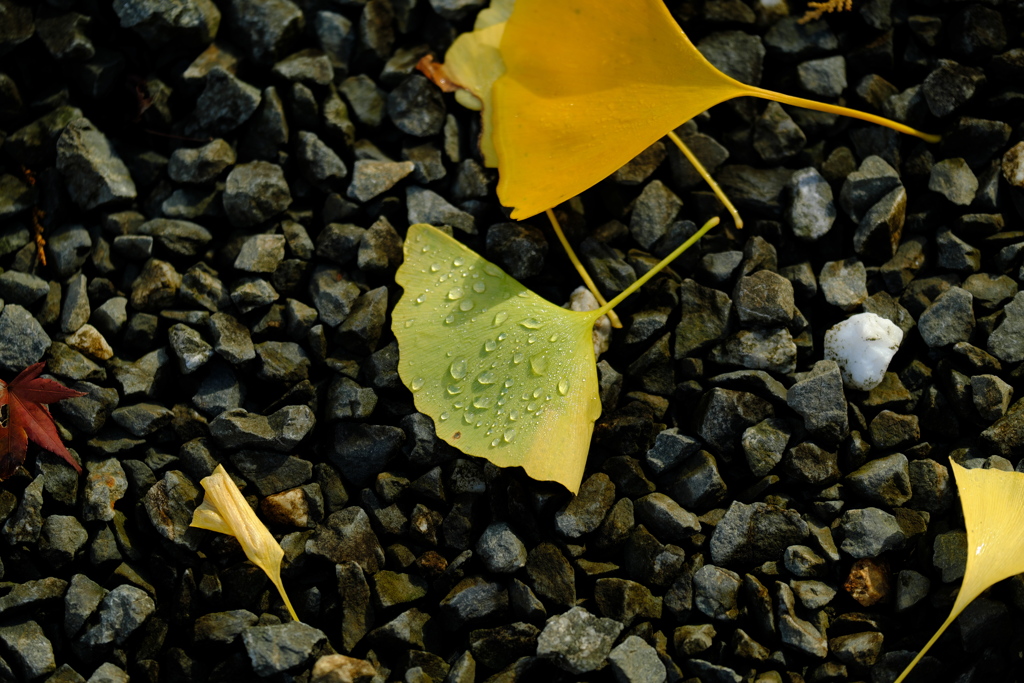 銀杏の葉に露