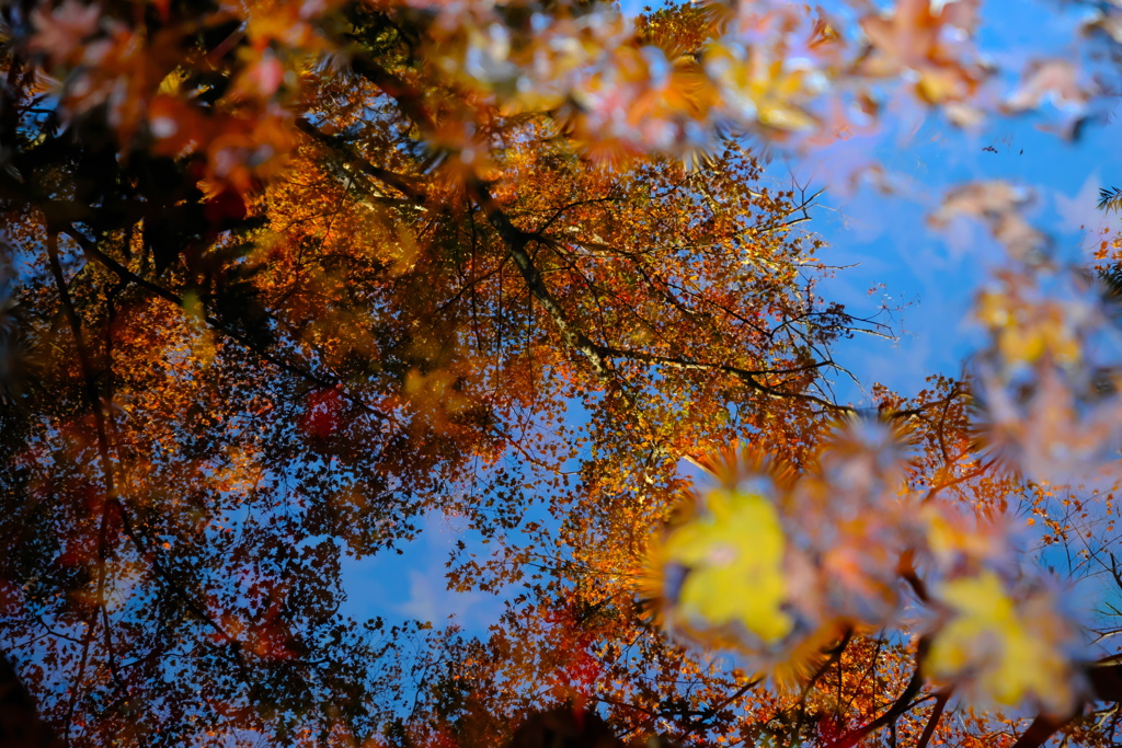 鏡面の紅葉