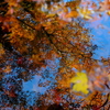 鏡面の紅葉