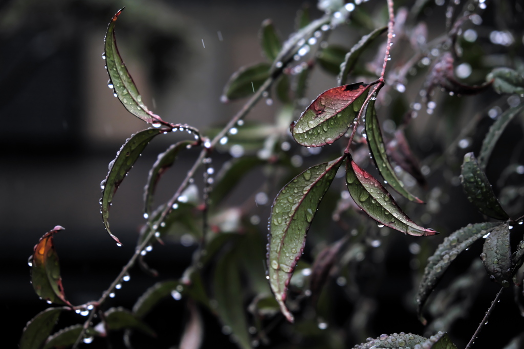 雨