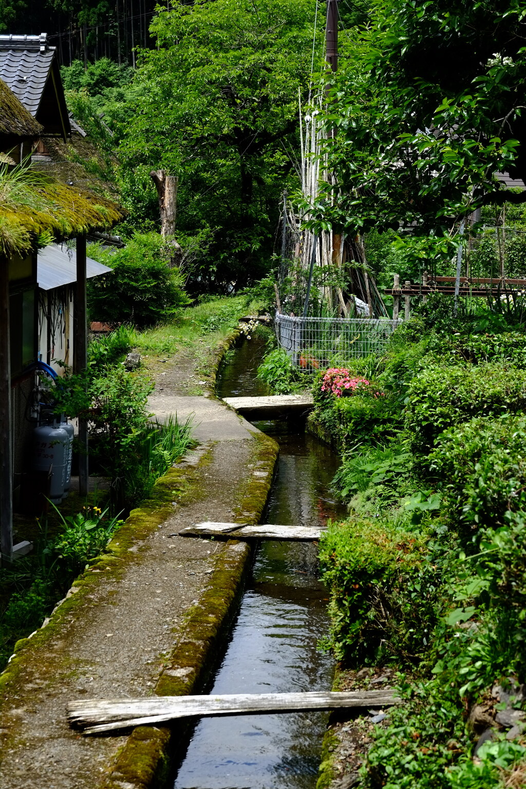 美山の水路