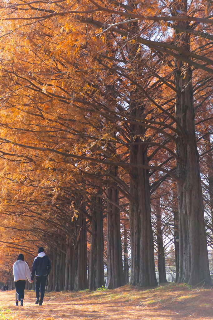 メタセコイアの下で