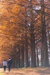 メタセコイアの下で