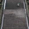 明治天皇陵参道