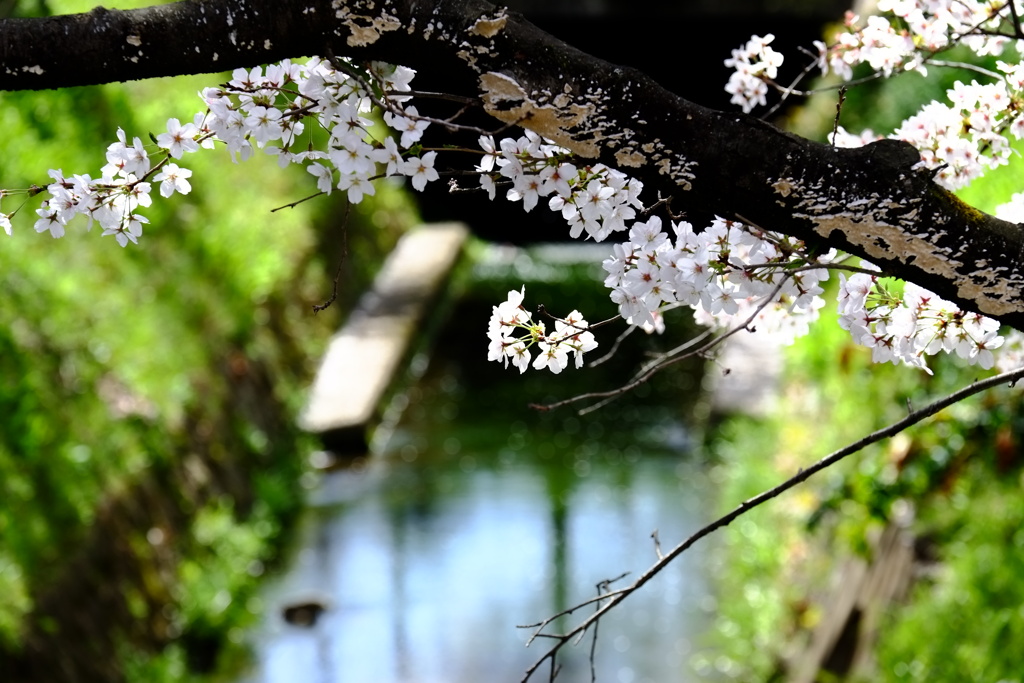 春の日差し