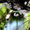 春の日差し