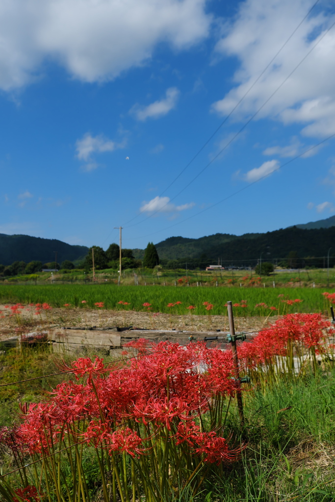 嵯峨野3