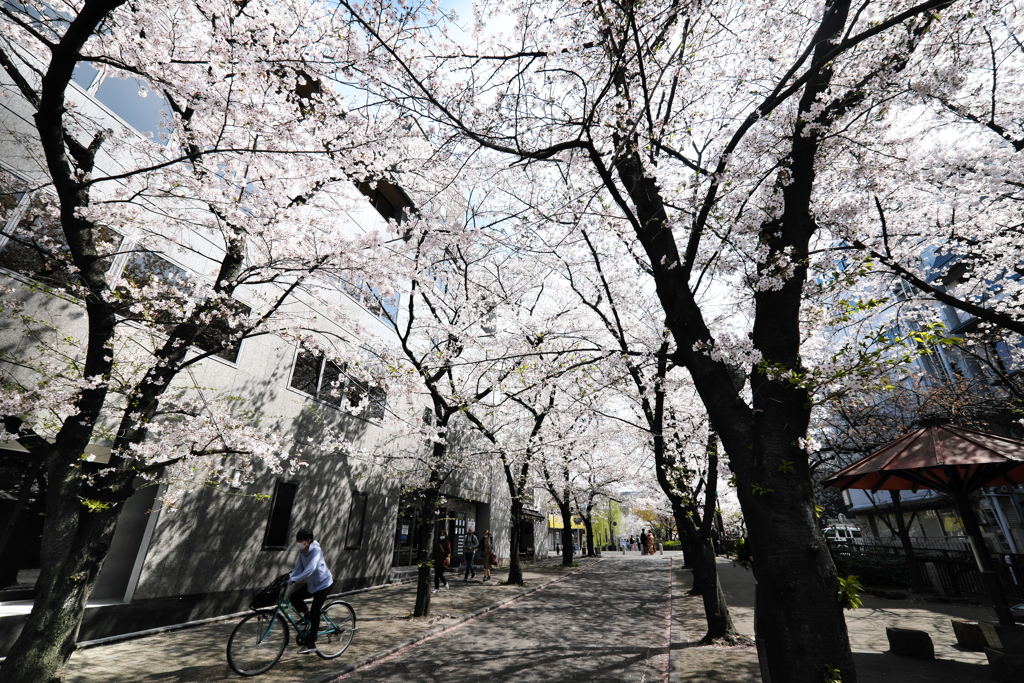 京都、3月、2023年