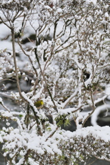 雪庭に遊ぶ