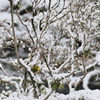 雪庭に遊ぶ