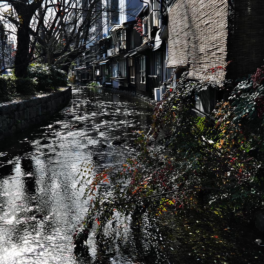 いつもの高瀬川
