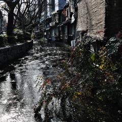 いつもの高瀬川