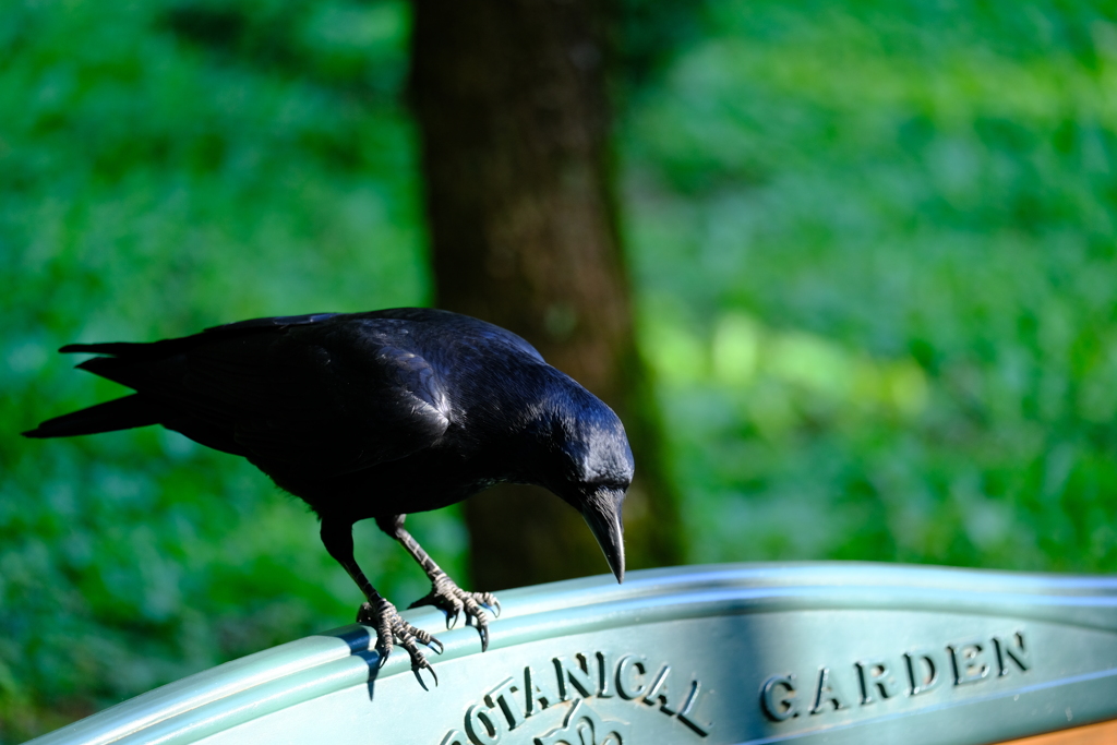 カラスの休憩