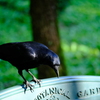 カラスの休憩