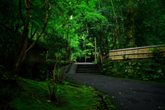 大豊神社～哲学の道～法然院　法然院参道1