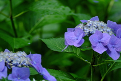 紫陽花に来客あり