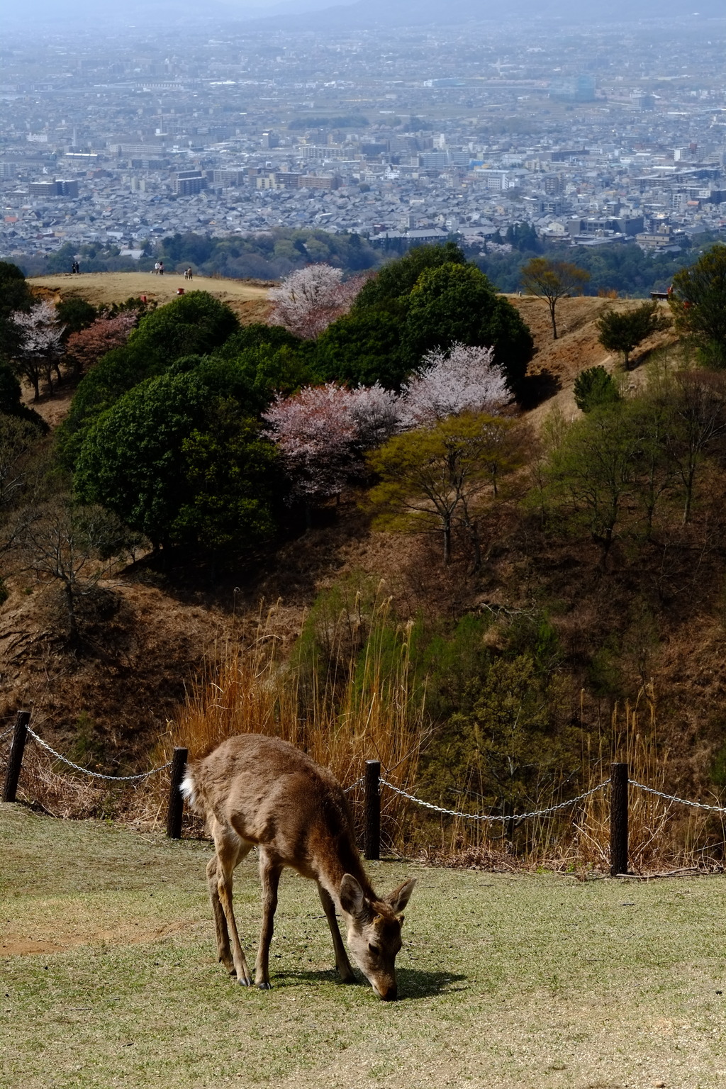 若草山山頂にて