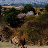 若草山山頂にて