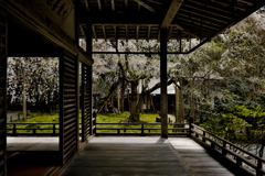 常照皇寺九重桜