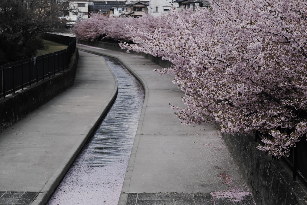 淀の河津桜