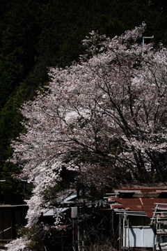 朽ちゆく小屋と桜