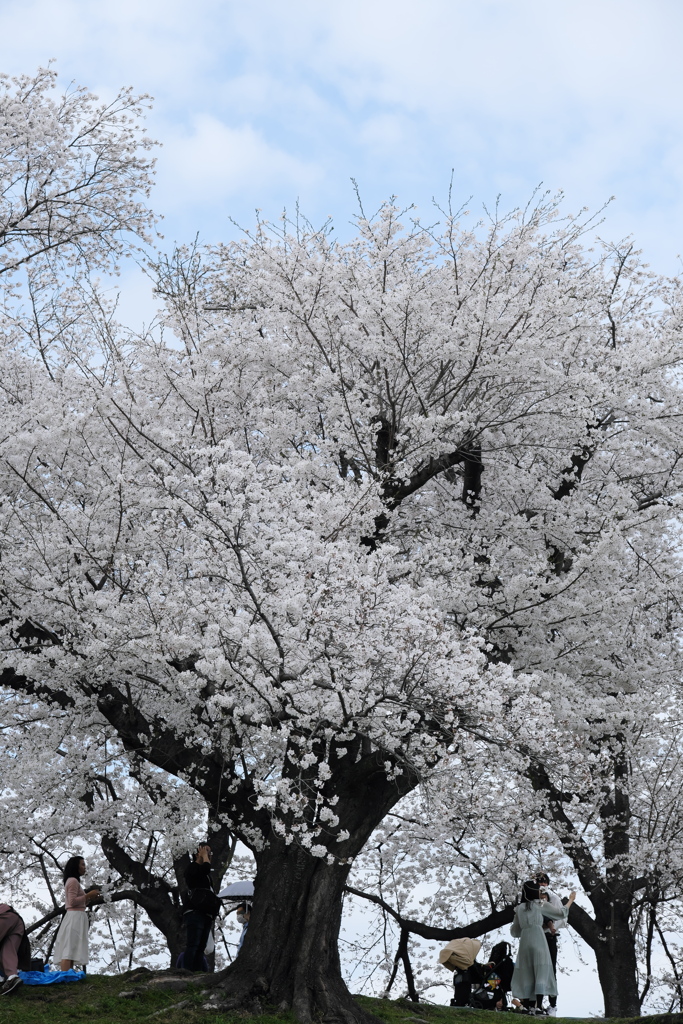 桜の思い出