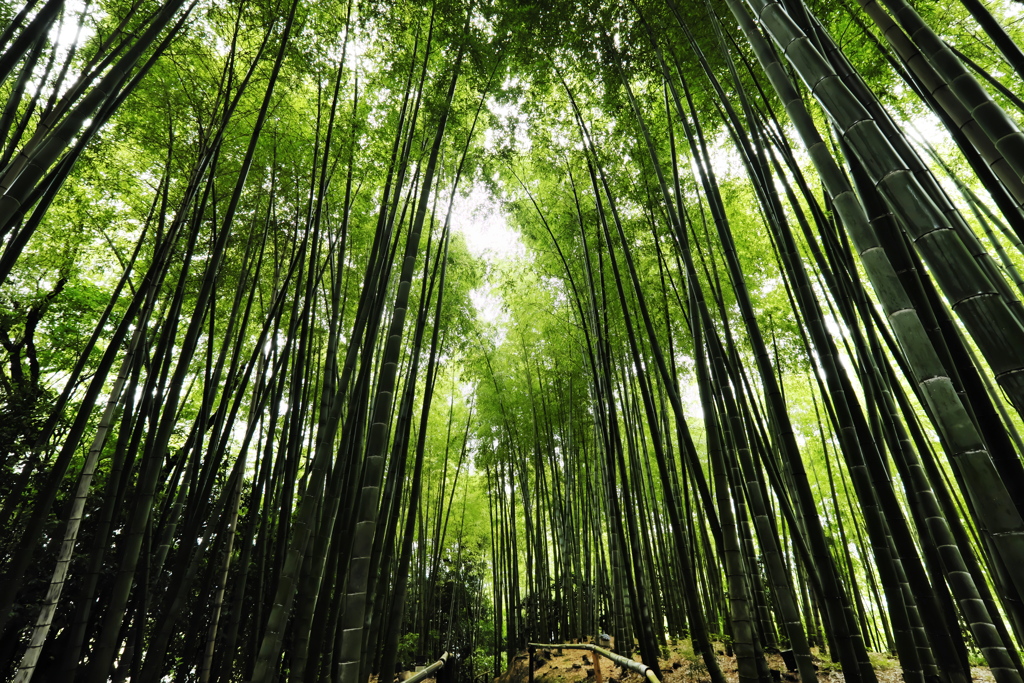 竹林に吹く風