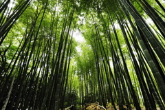 竹林に吹く風
