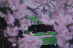 桜と奈良線