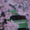 桜と奈良線