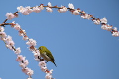 梅はまだか