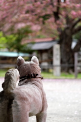 桜守