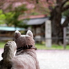 里の桜守