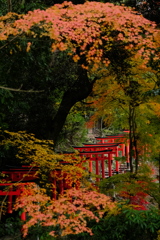 鳥居と紅葉