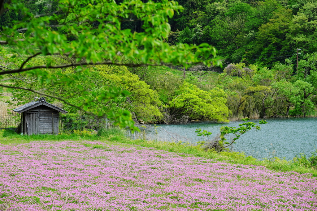 湖畔の小屋