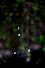 花を留めて