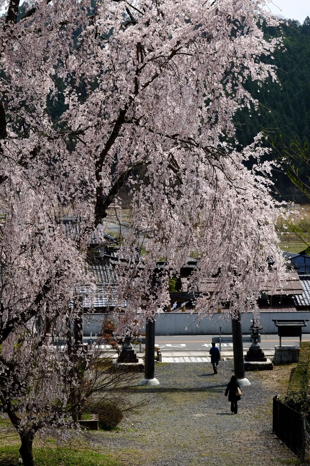 八幡宮の桜