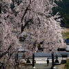 八幡宮の桜