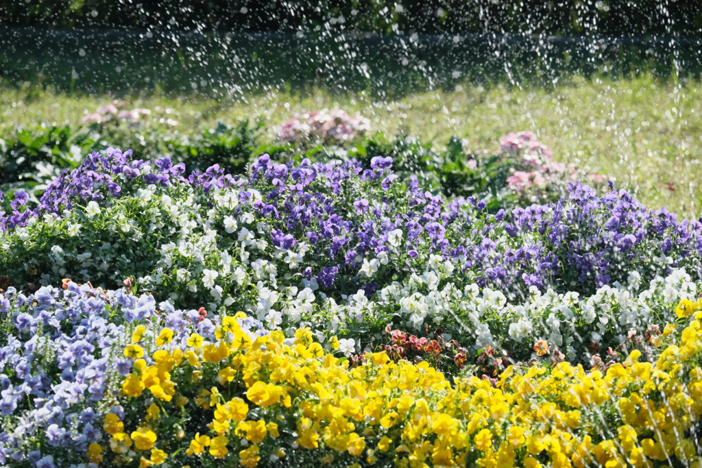 花壇の散水